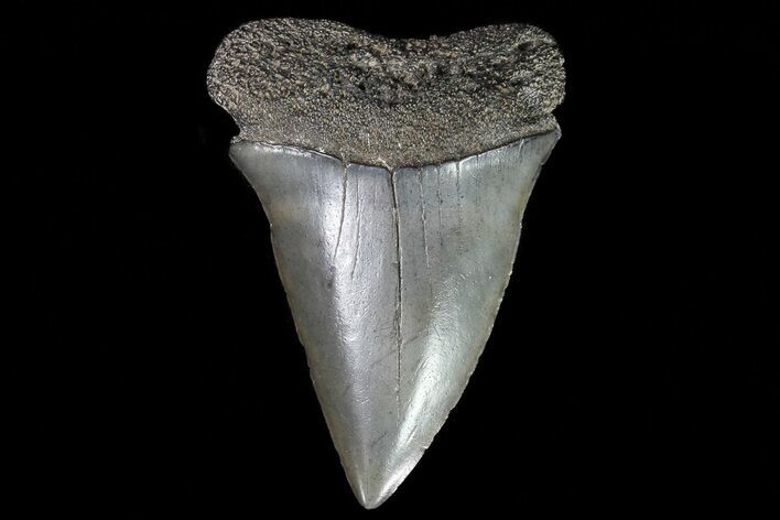 Fossil Mako Shark Tooth - Georgia #75023